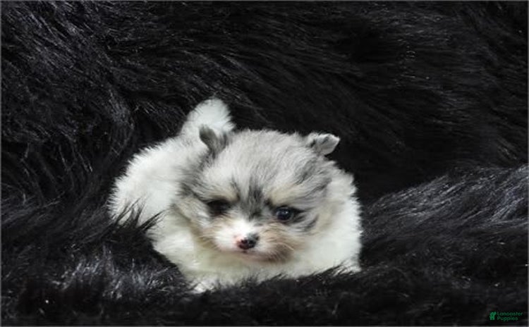 Pomeranian dogs - Advert 14