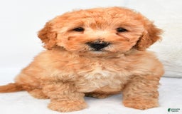 Mini Goldendoodle dogs for sale: Theo - Image 5