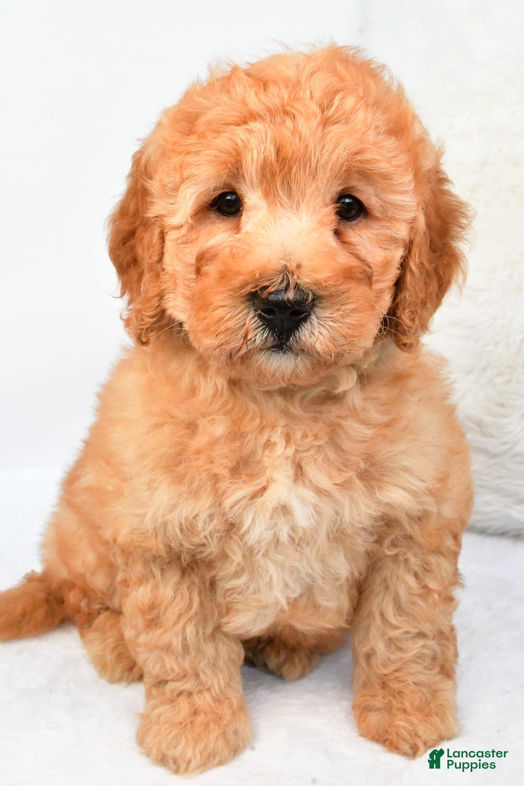 Mini Goldendoodle dogs for sale: Theo - Image 5