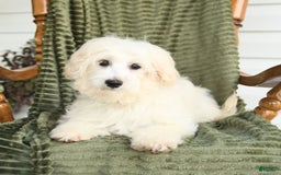 Maltipoo dogs for sale: Louie - Image 3