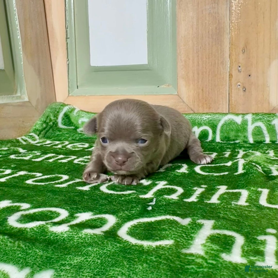 Chihuahua dogs for sale: Fiona Lavender Short Coat - Image 3