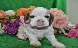 Cocker Spaniel dogs for sale: Akcabbysablepartimerleblueeyescockerpuppy - Image 1