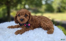 Cavapoo dogs for sale: Ann - Image 2