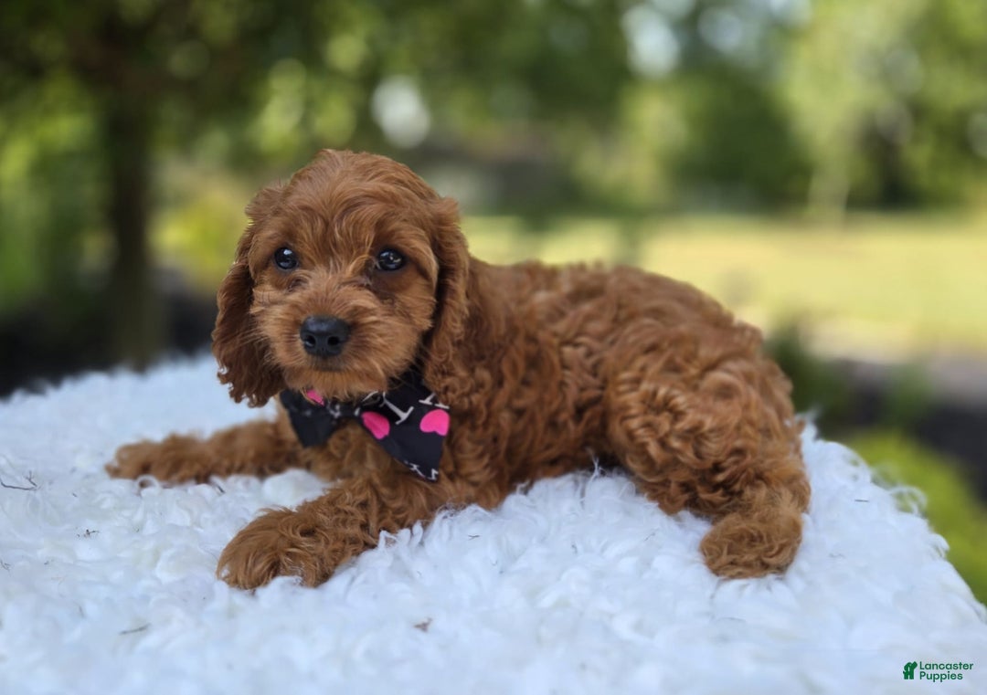 Cavapoo dogs for sale: Ann - Image 2