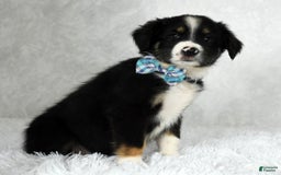 Miniature Australian Shepherd dogs for sale: Wyatt - Image 5