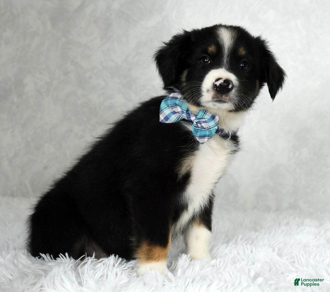 Miniature Australian Shepherd dogs for sale: Wyatt - Image 5