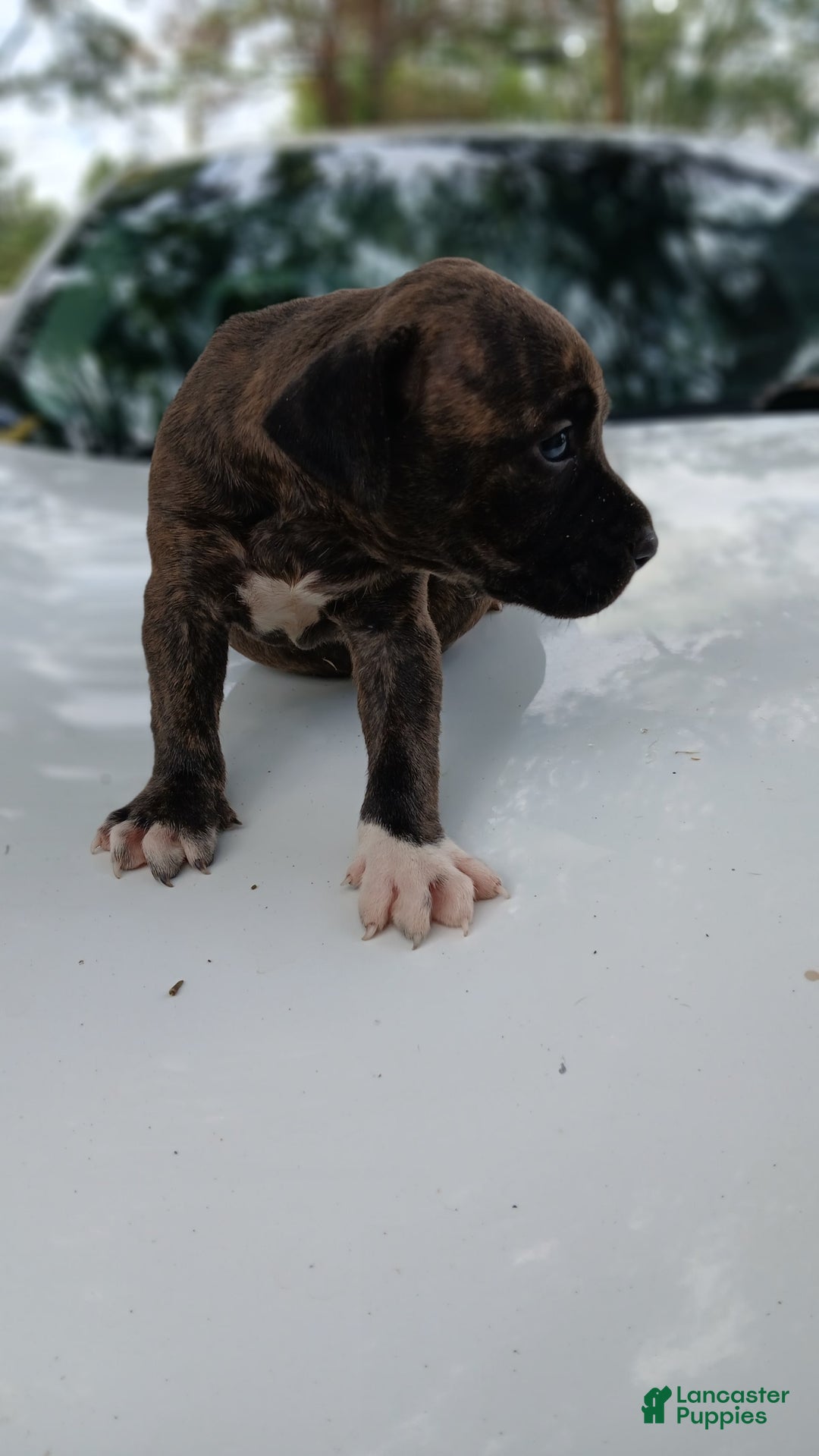 American Pit Bull Terrier dogs for sale: Jack - Image 2