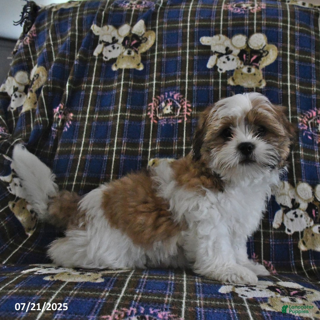 Shih Tzu dogs for sale: Bert - Image 7