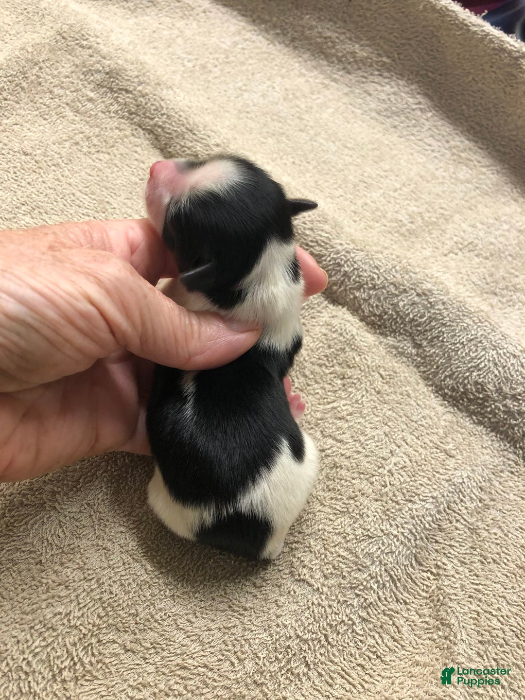 Yorkshire Terrier dogs for sale: Beckham - Image 7