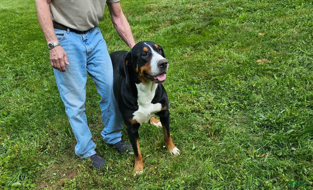 Greater Swiss Mountain Dog dogs for sale: Noel - Image 1