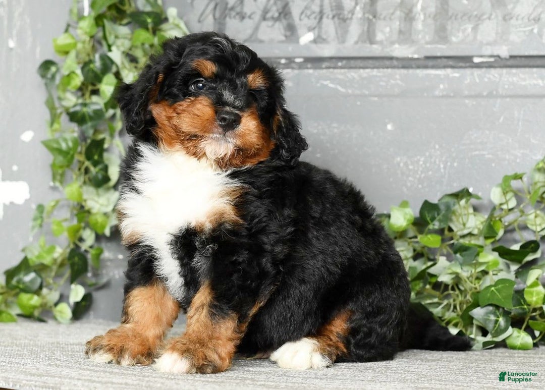 Mini Bernedoodle dogs for sale: Treyston - Image 8
