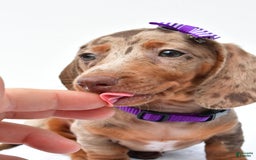 Miniature Dachshund dogs for sale: Grace - Image 10