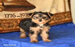 Yorkshire Terrier dogs for sale: Paris - Image 1
