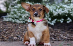 Welsh Corgi Pembroke dogs for sale: Daisy - Image 7