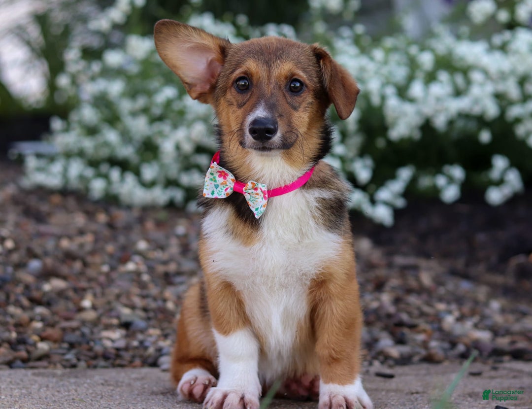 Welsh Corgi Pembroke dogs for sale: Daisy - Image 7