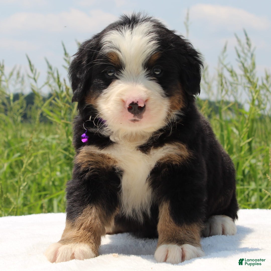 Bernese Mountain Dog dogs for sale: Wenka - Image 4