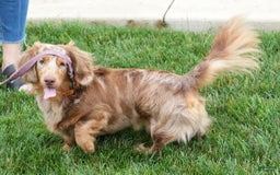 Miniature Dachshund dogs for sale: Spot - Image 6