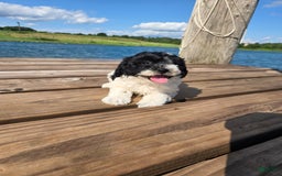 Shihpoo dogs for sale: Aaron - Image 1