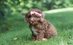 Cockapoo dogs for sale: Lila - Image 6