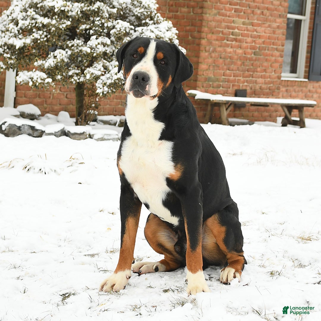 Greater Swiss Mountain Dog dogs for sale: Charlotte - Image 7