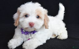 Havapoo dogs for sale: Michelle - Image 2