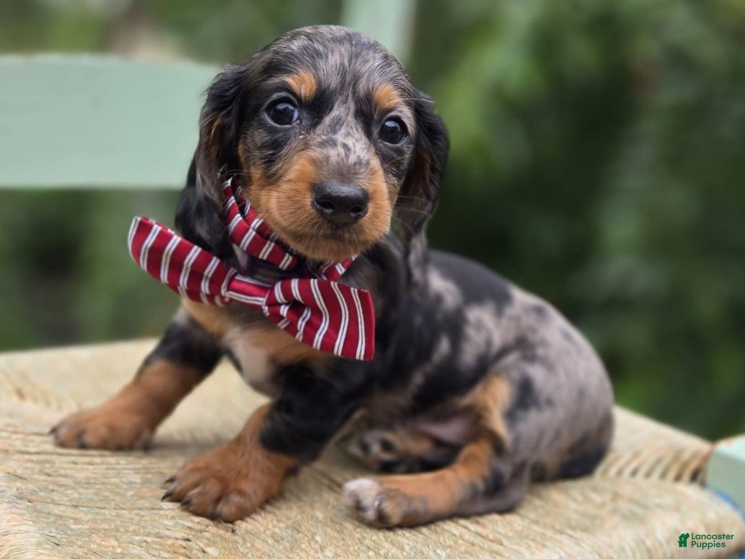 Miniature Dachshund dogs for sale: Andrew - Image 17