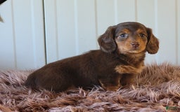Miniature Dachshund dogs for sale: Roseabelle - Image 3
