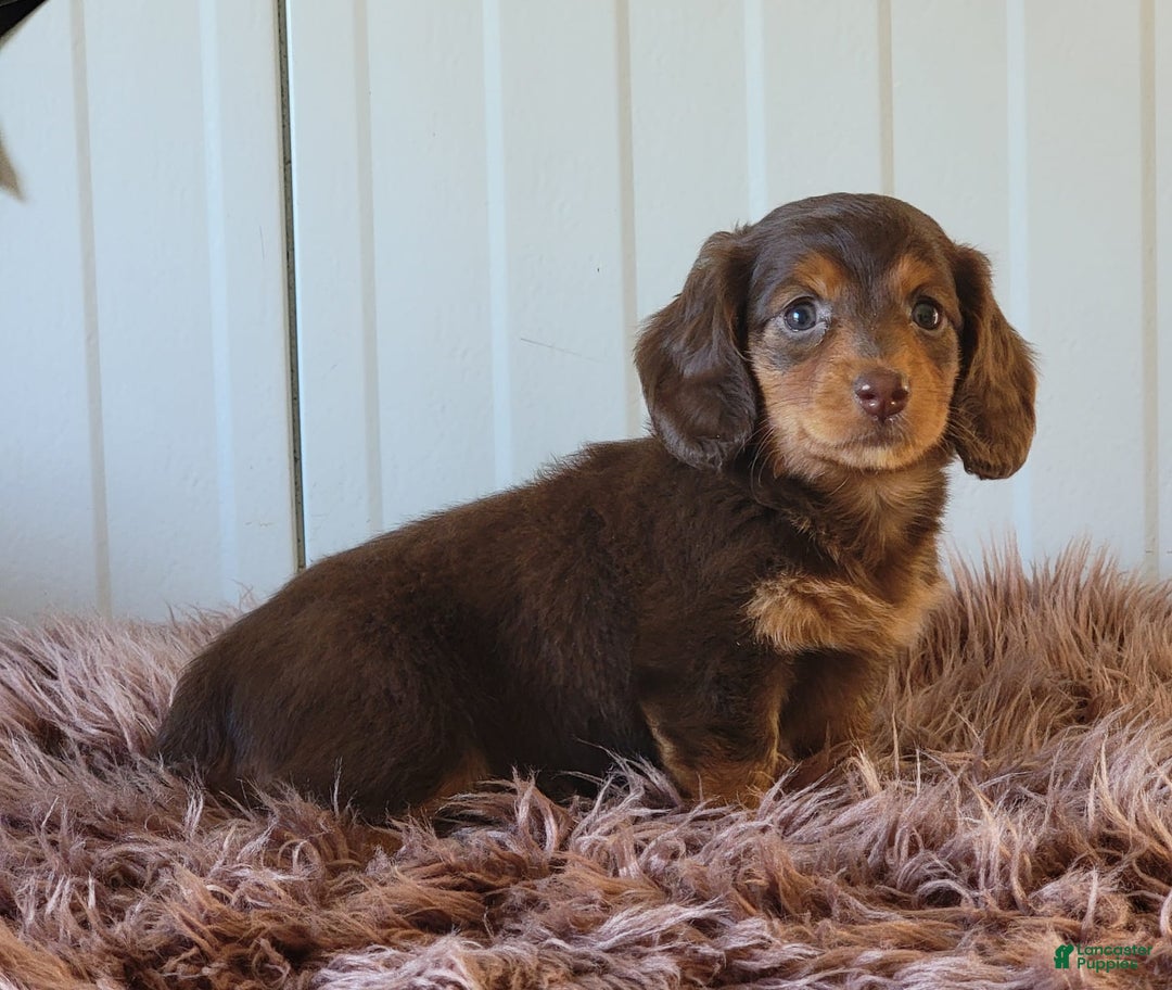 Miniature Dachshund dogs for sale: Roseabelle - Image 3