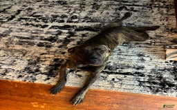 Cane Corso dogs for sale: Blue - Image 7
