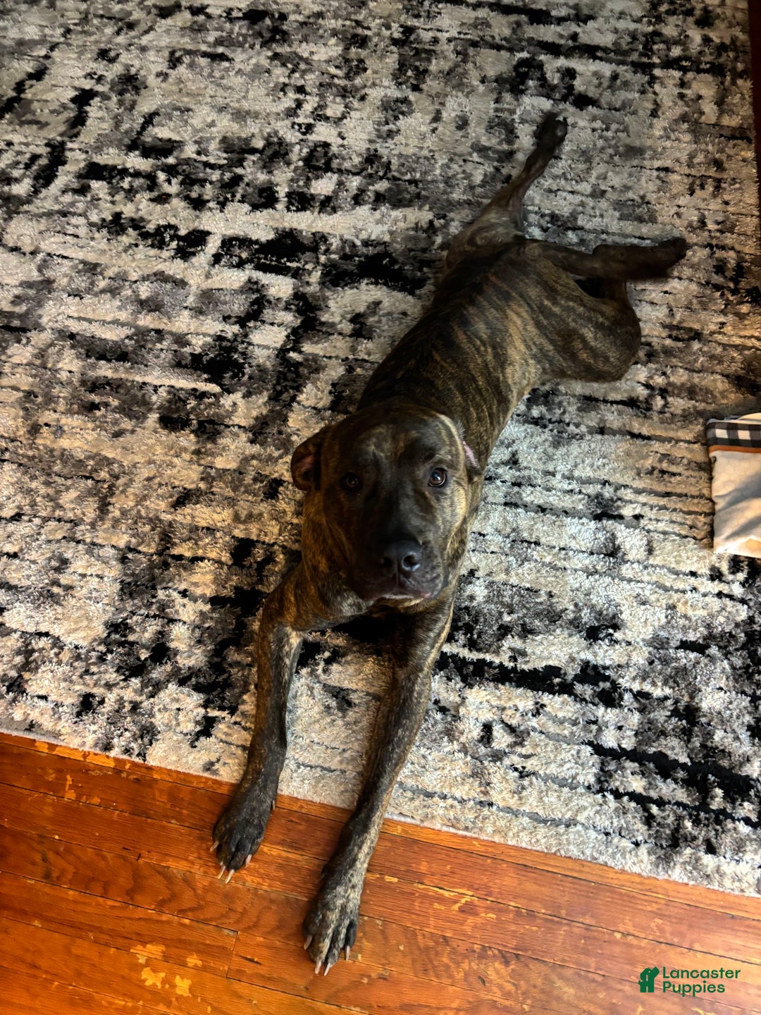 Cane Corso dogs for sale: Blue - Image 7