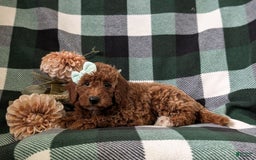 Mini Goldendoodle dogs for sale: Justeen Genetic Testing - Image 2