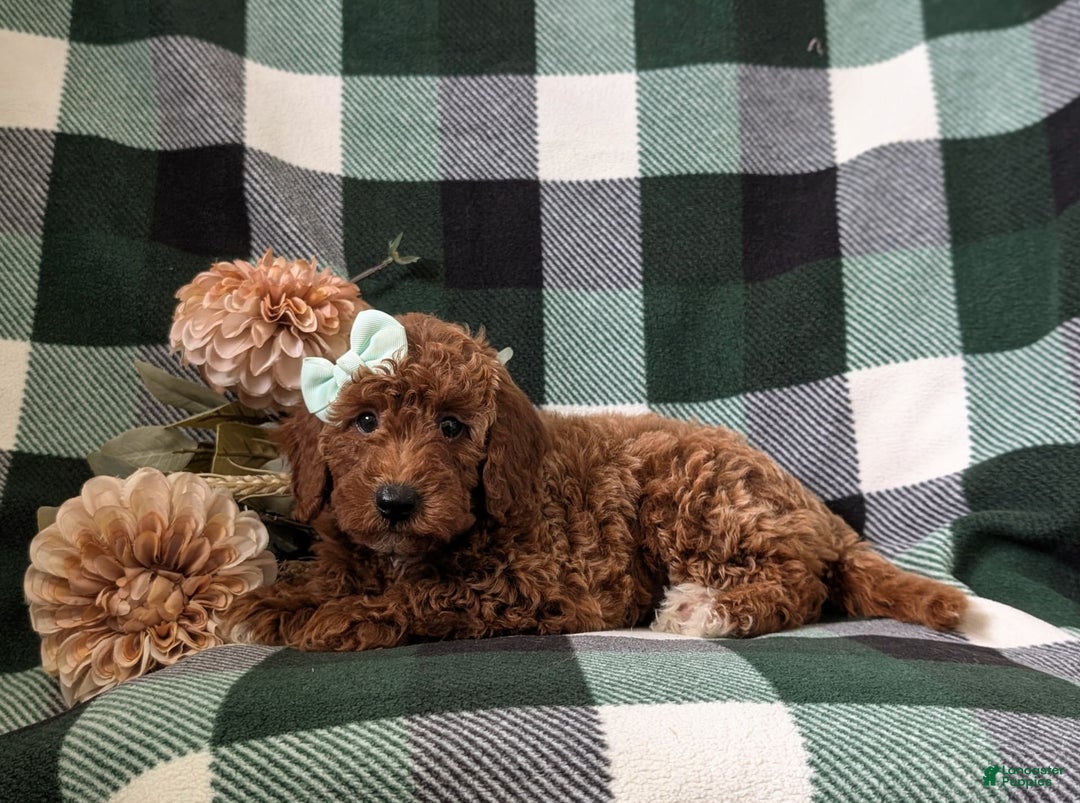 Mini Goldendoodle dogs for sale: Justeen Genetic Testing - Image 2