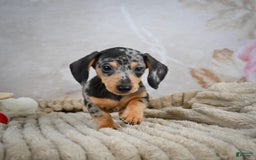Miniature Dachshund dogs for sale: Ryder - Image 8