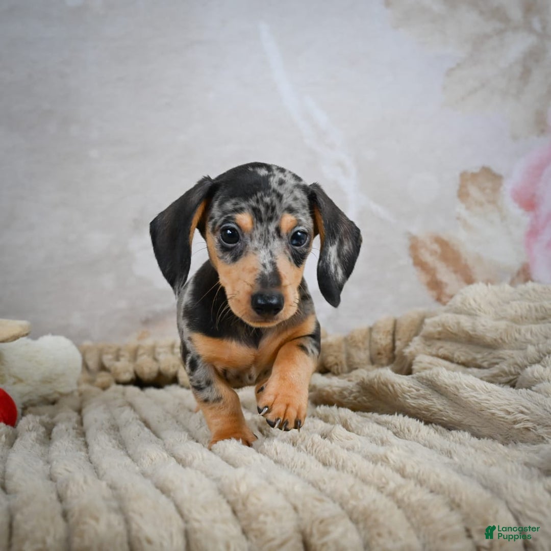 Miniature Dachshund dogs for sale: Ryder - Image 8