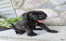 English Mastiff dogs for sale: Bruno - Image 15