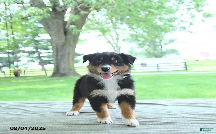 Australian Shepherd dogs for sale - Ad 4
