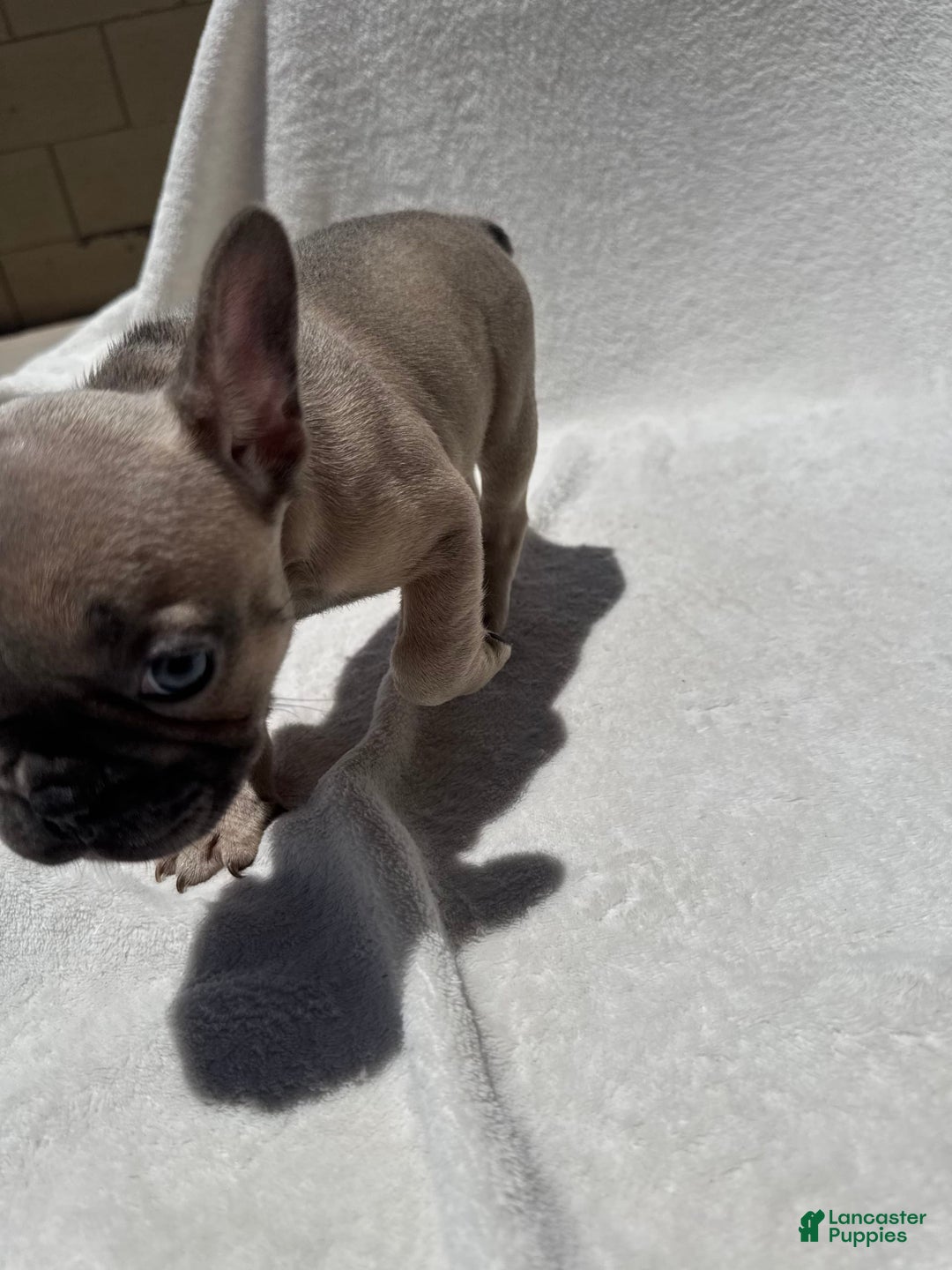 French Bulldog dogs for sale: Cassie - Image 11
