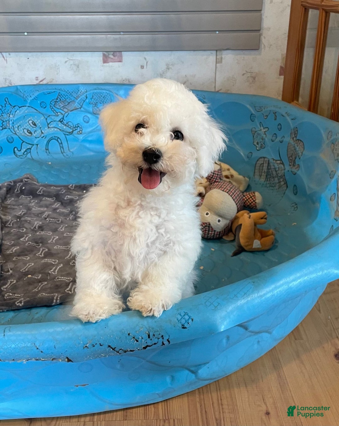 Bichon Frise dogs for sale: James - Image 9