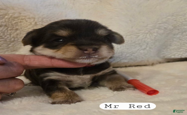 Yorkshire Terrier dogs for sale - Ad 3
