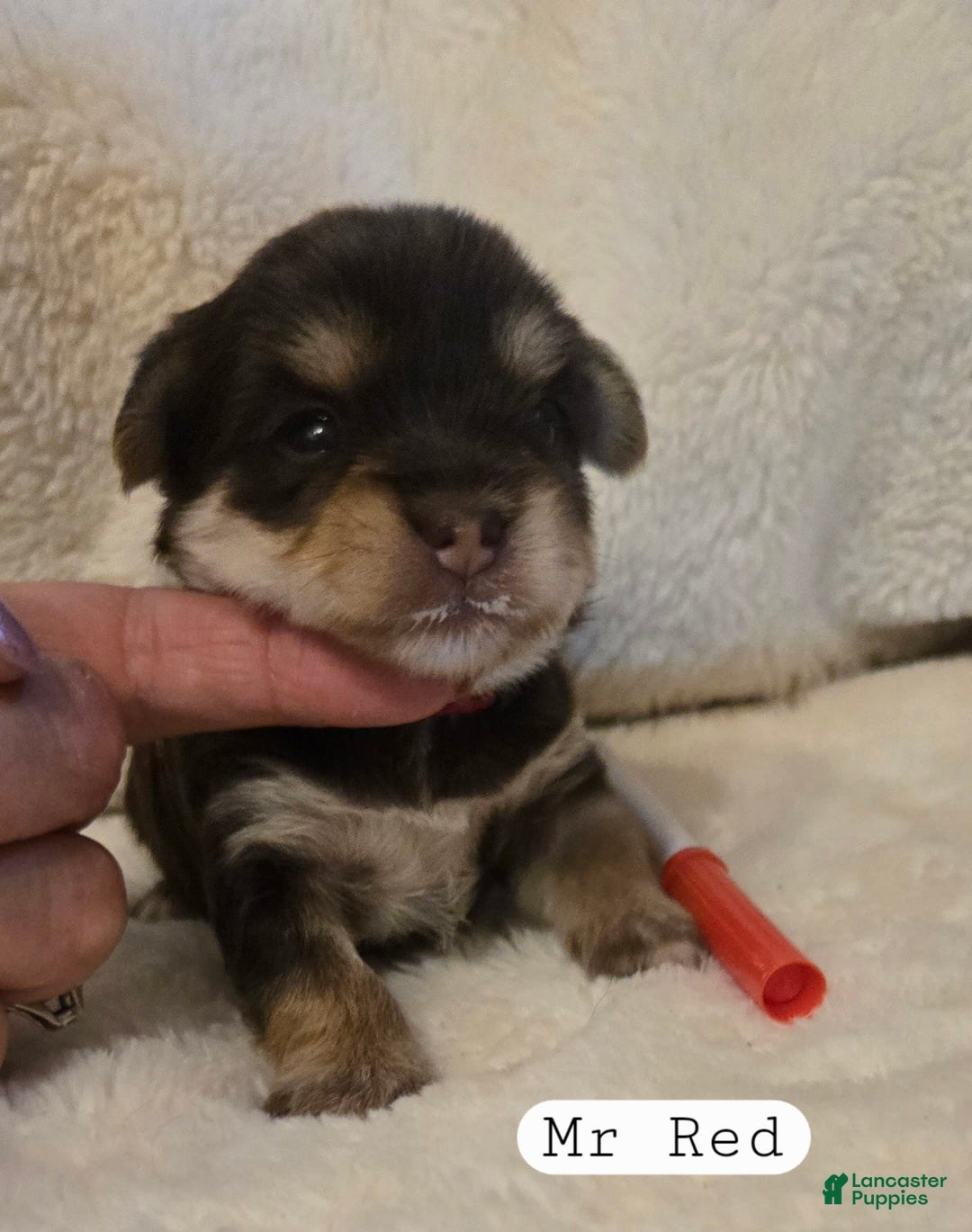 Yorkshire Terrier dogs for sale: Mr Red - Image 1