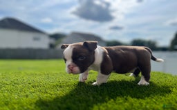American Bully dogs for sale: Bones - Image 1