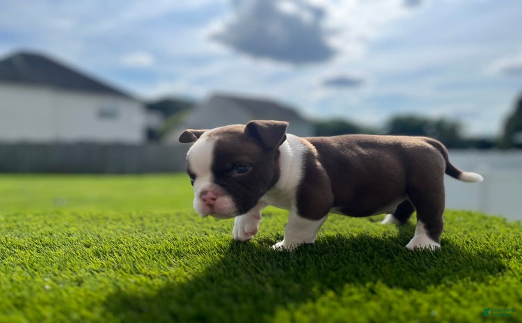 American Bully dogs for sale - Ad 1