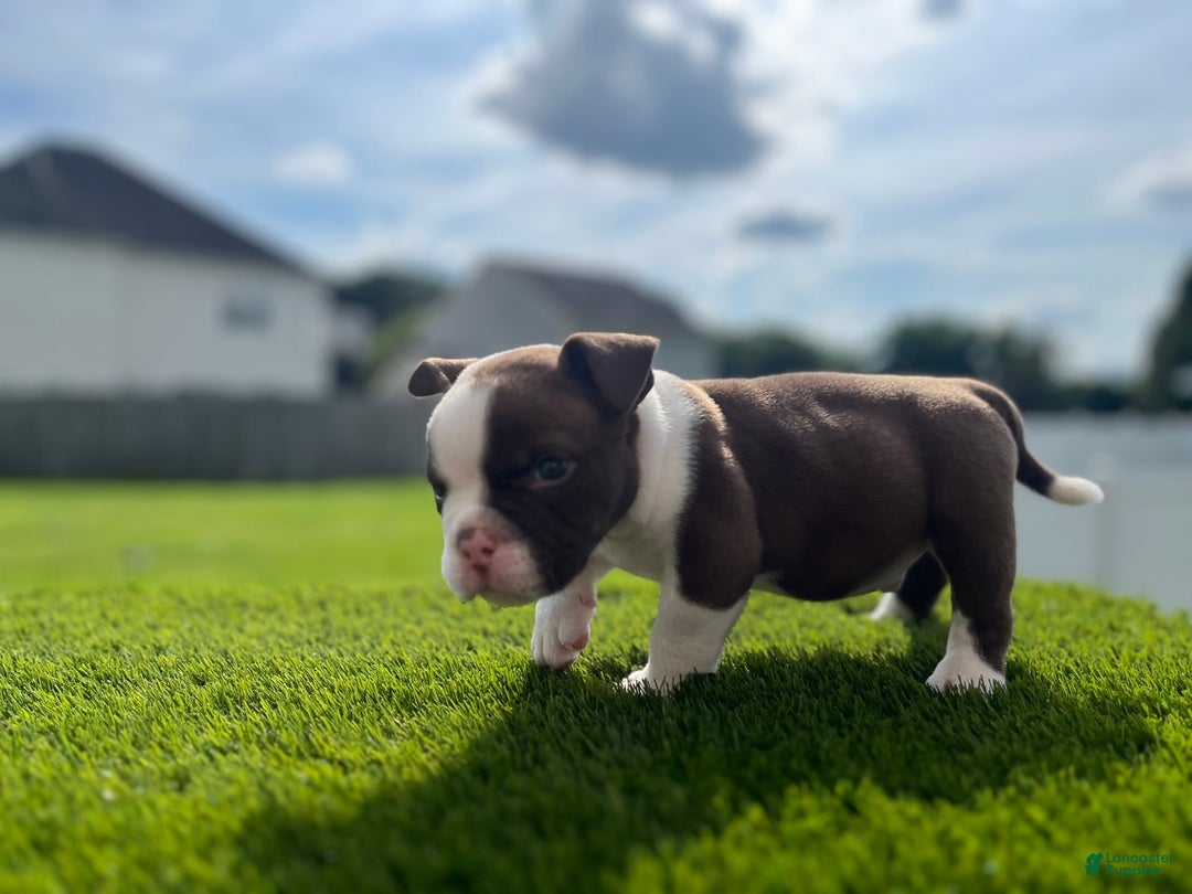 American Bully dogs for sale: Bones - Image 1