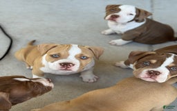 American Bully dogs for sale: Bella - Image 11
