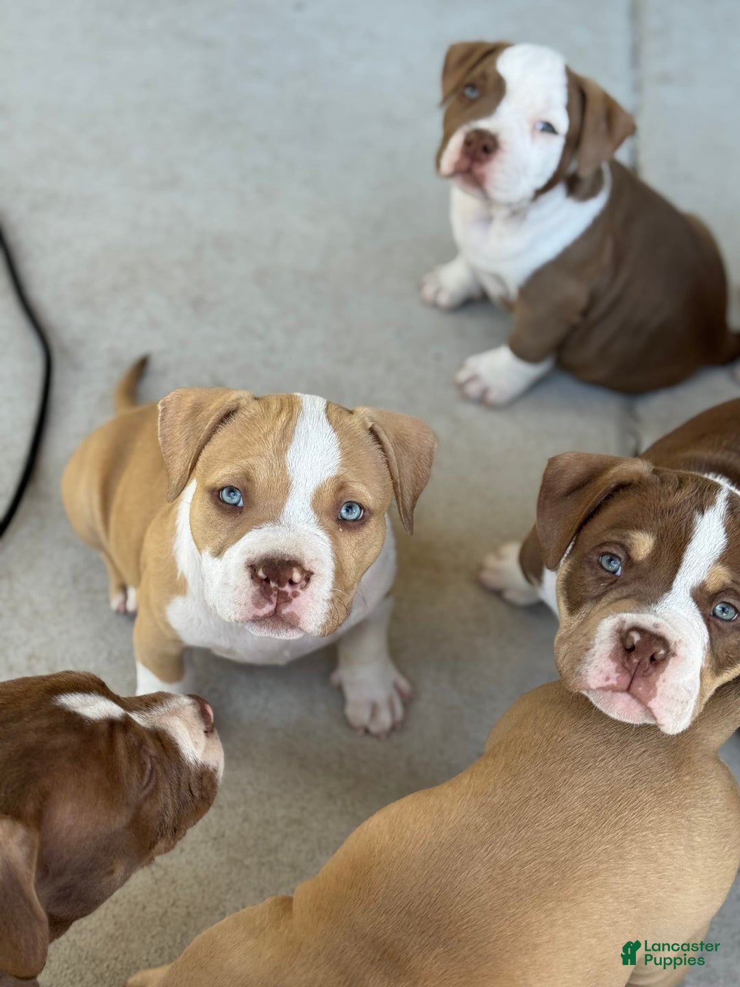 American Bully dogs for sale: Bella - Image 11