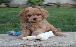 Cavapoo dogs for sale: Lance - Image 6