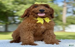 Goldendoodle dogs for sale: Channel - Image 1