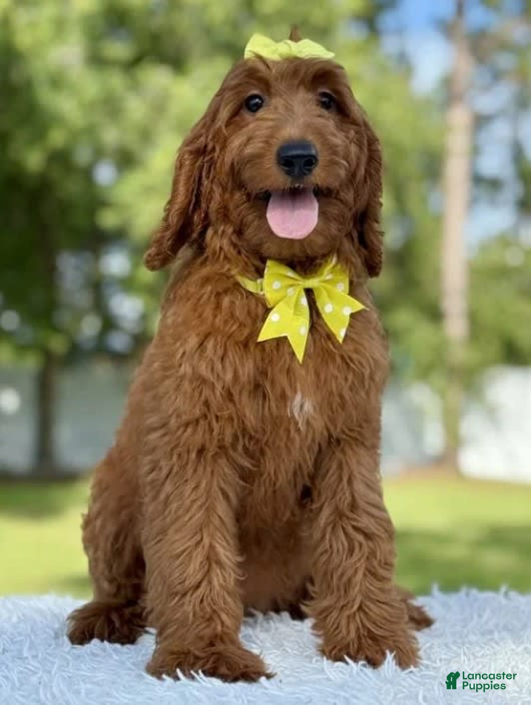 Goldendoodle dogs for sale: Channel - Image 1