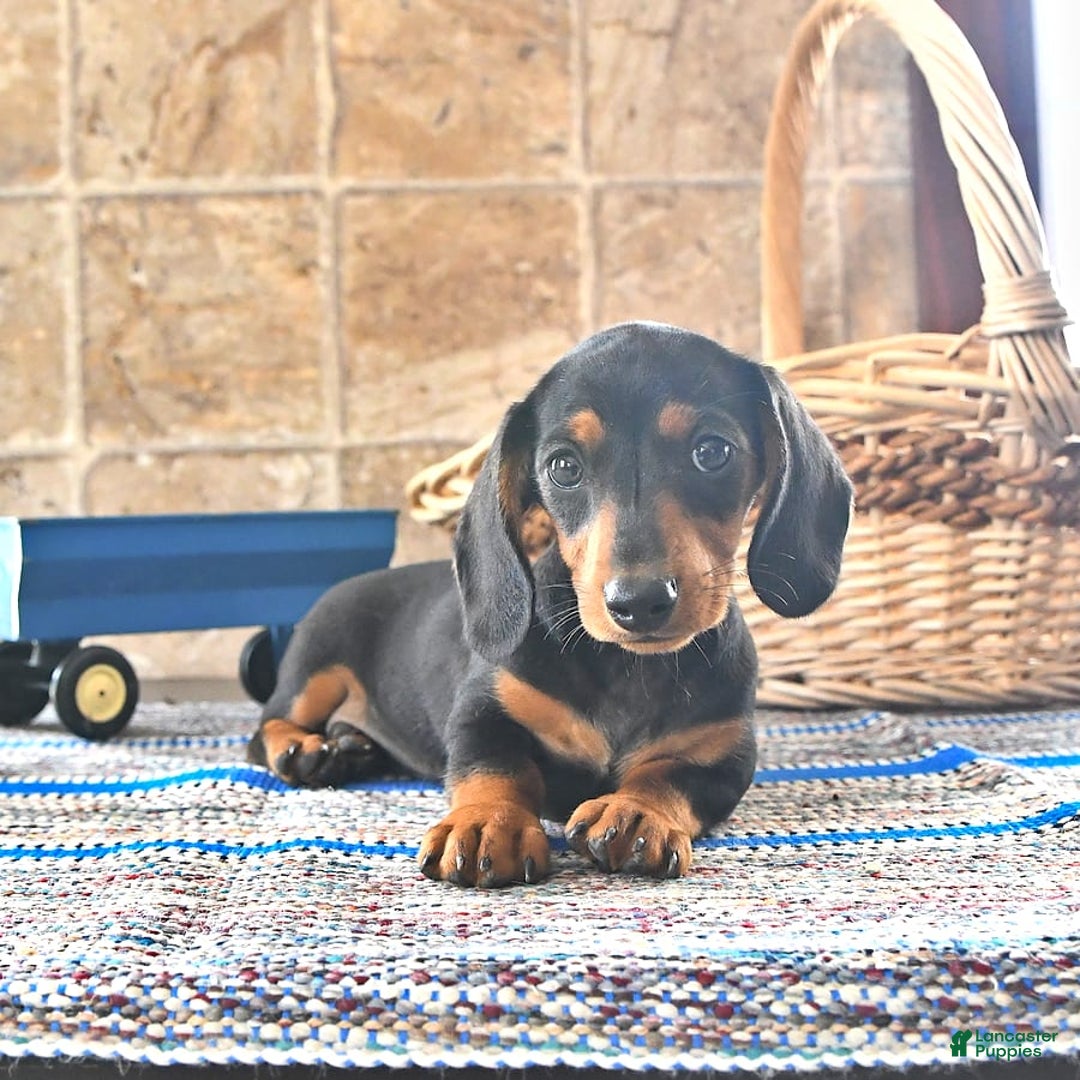 Miniature Dachshund dogs for sale: Sheba - Image 5