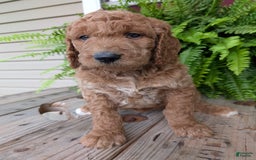 Goldendoodle dogs for sale: Maggie - Image 3